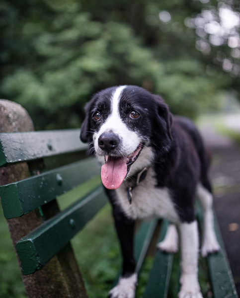 Black and white dog on park bench