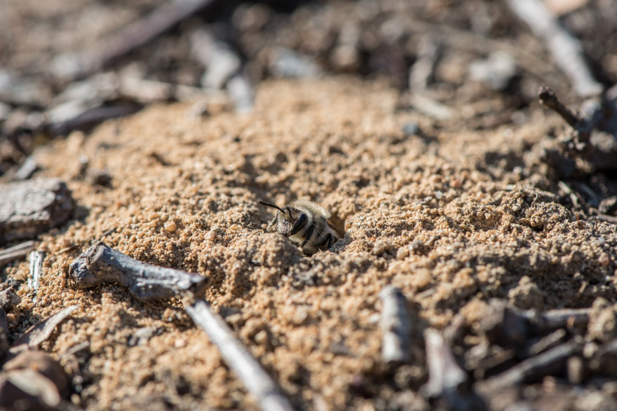 Colletes bee emerging from mound