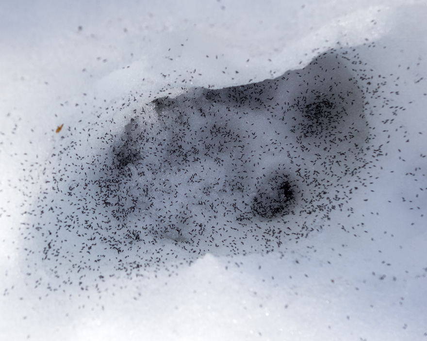 Snow fleas inside footprint in snow