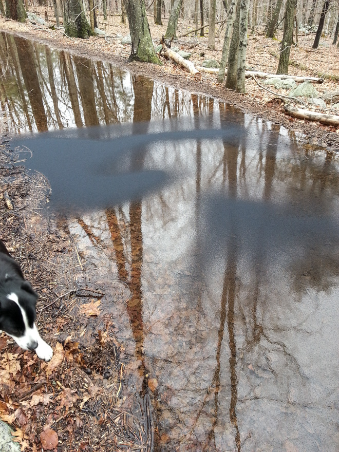 snow fleas covering a puddle, with dog for scale
