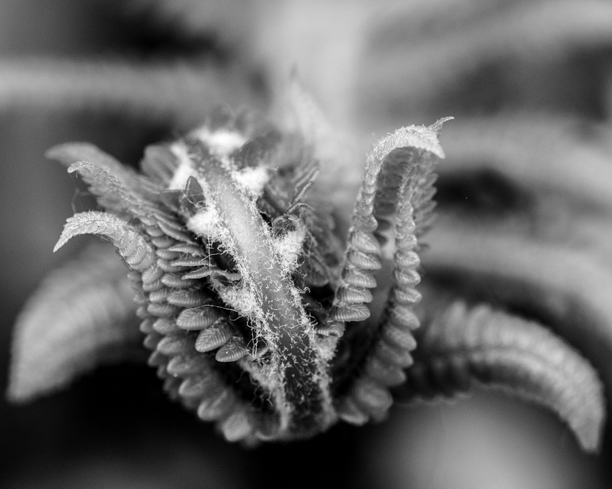 Royal fern (Osmunda regalis) fiddlehead