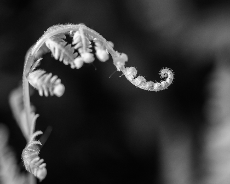 Emerging fern