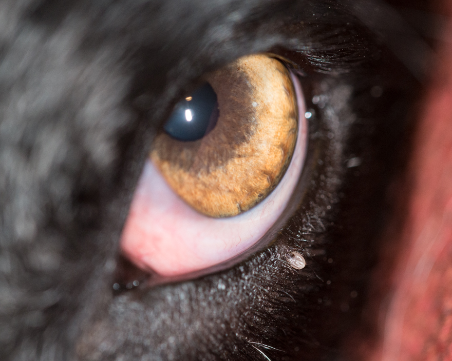 Larval Ixodes scapularis tick on dog's eyelid
