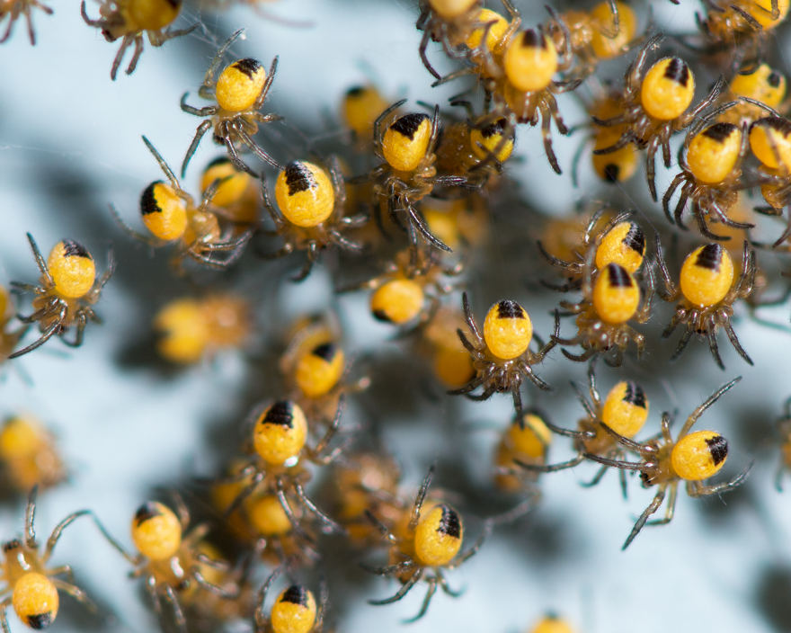 Cross orbweaver spiderlings -- Araneus diadematus