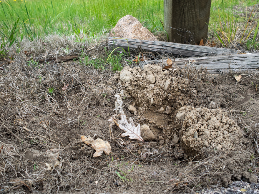 Buried eggs of snapping turtle