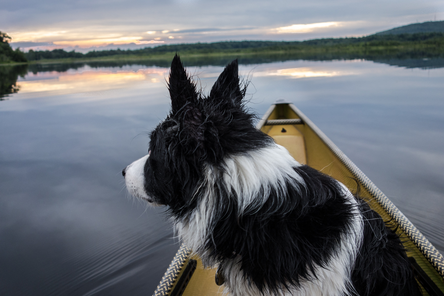 Border collie in canoe on Ponkapoag  Pond at sunset