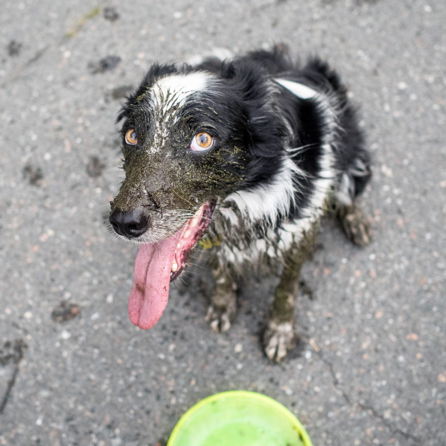 Border collie with face covered in mud and flecked with algae