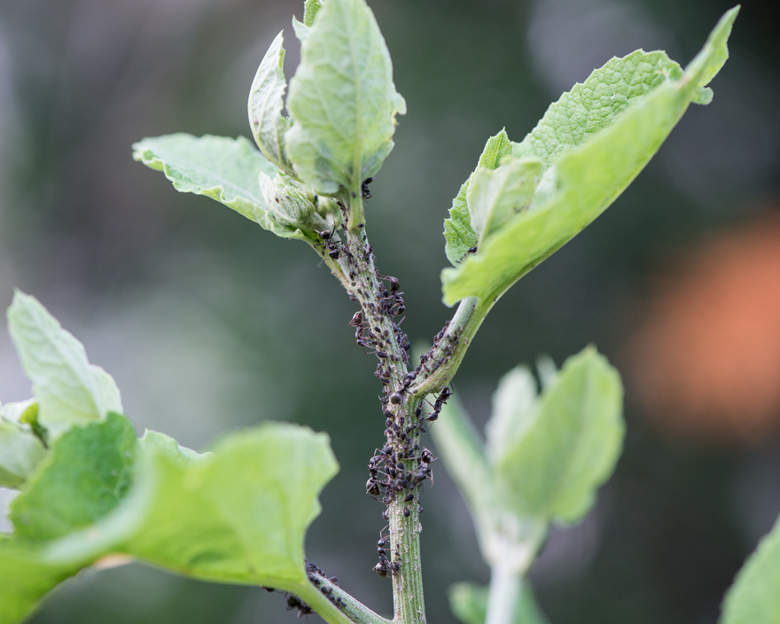 Ants from the Formica genus tending to aphids (Aphis Fabae) on a burdock (Arctium lappa) stem