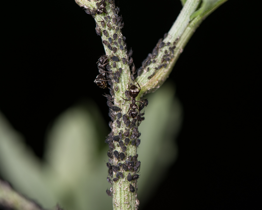 Closeup view of Formica ants "farming" aphids (Aphis fabae) on giant burdock  (Arctium lappa)