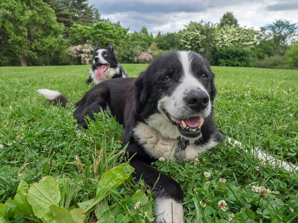 An evening of illicit, leash-free fun on Bussey Hill in the Arnold Arboretum