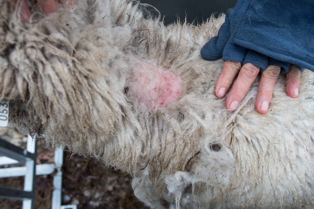 Closeup of sheep with raw neck-1