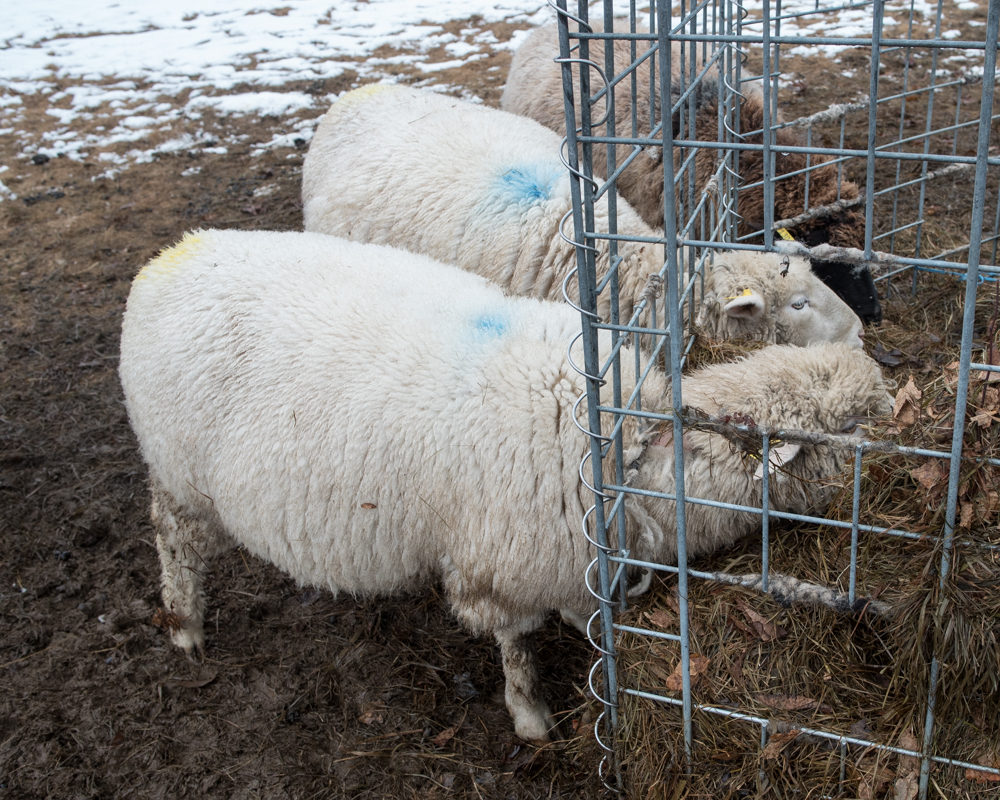 sheep with raw neck-4461