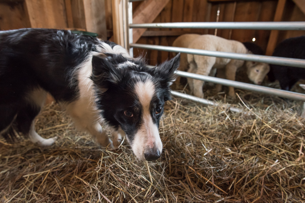 Luc with barn sheep-0936