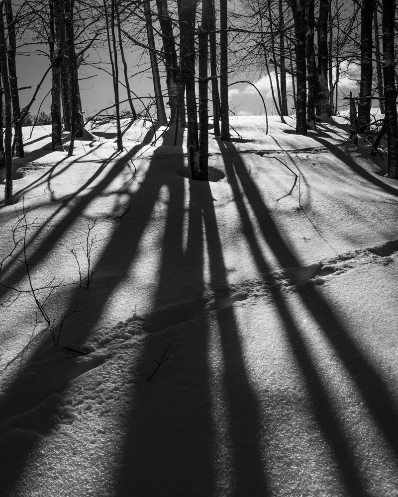 trees snow shadows-0821