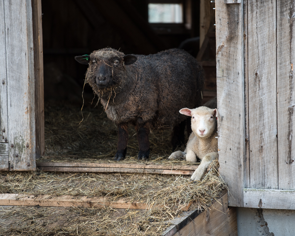 lamb on porch-8334