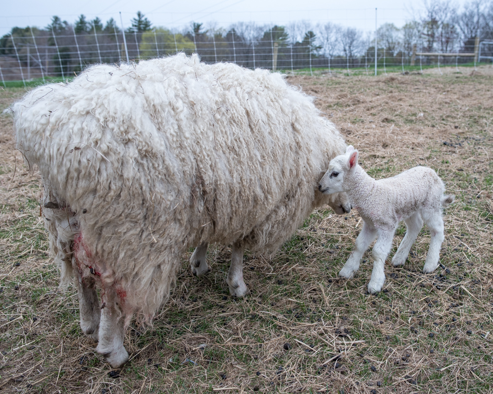 1st pasture lamb-8649