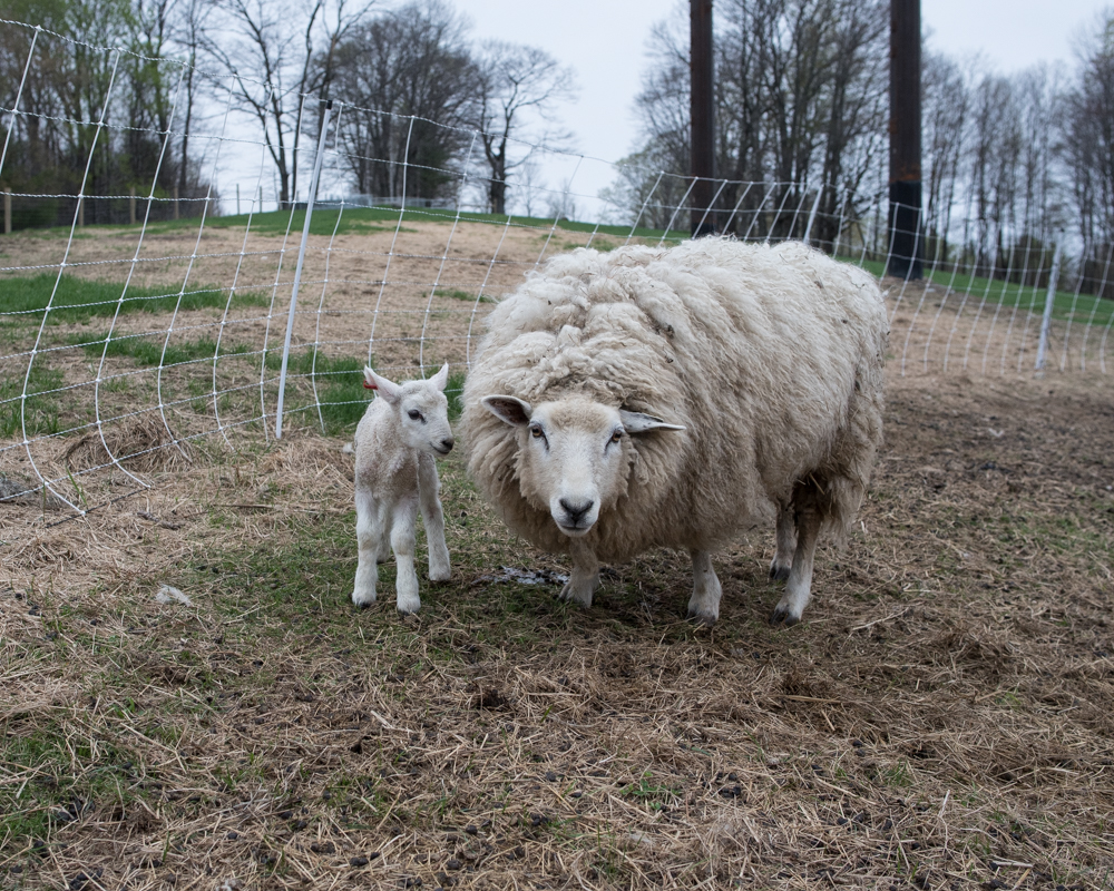 1st pasture lamb-8678