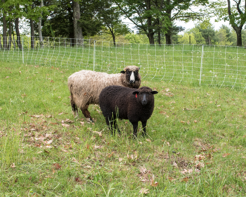 Big lamb and mother-9407