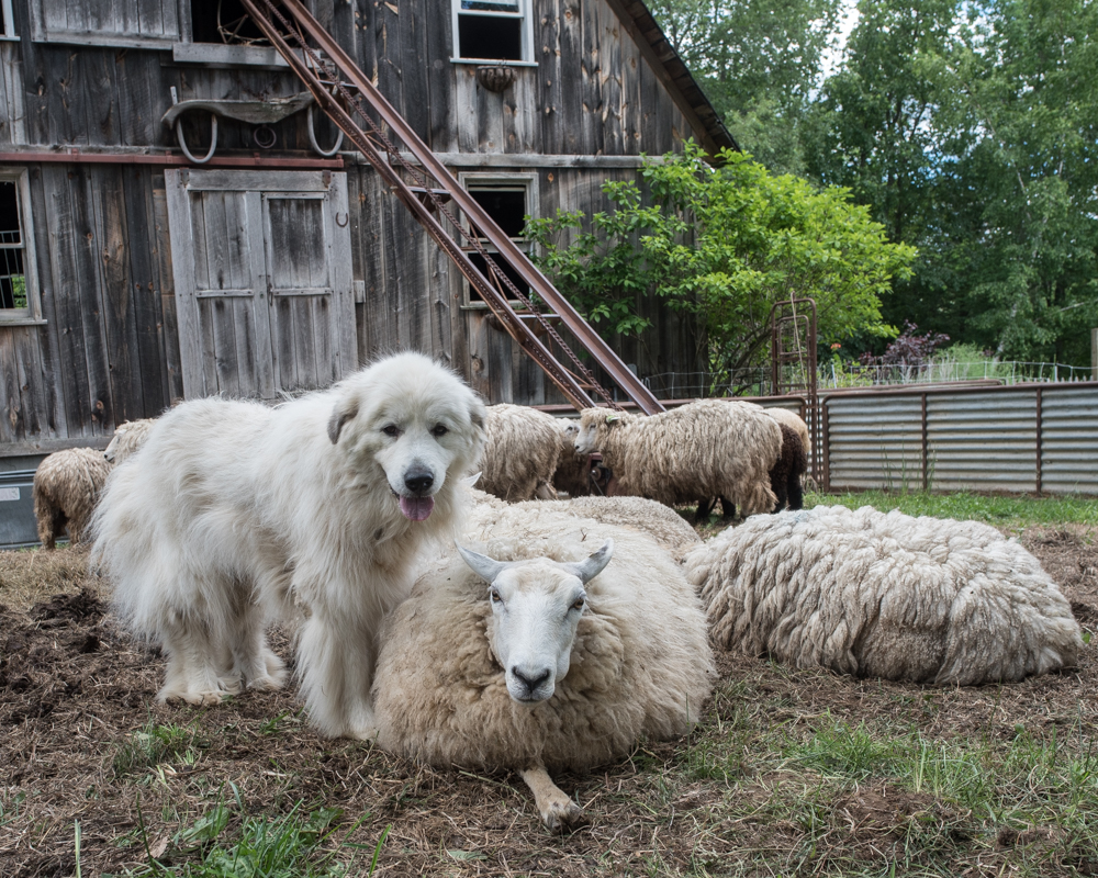Flock before shearing-9996