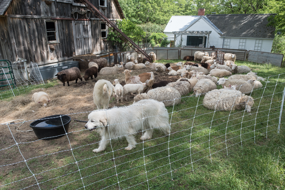 Flock before shearing-9997