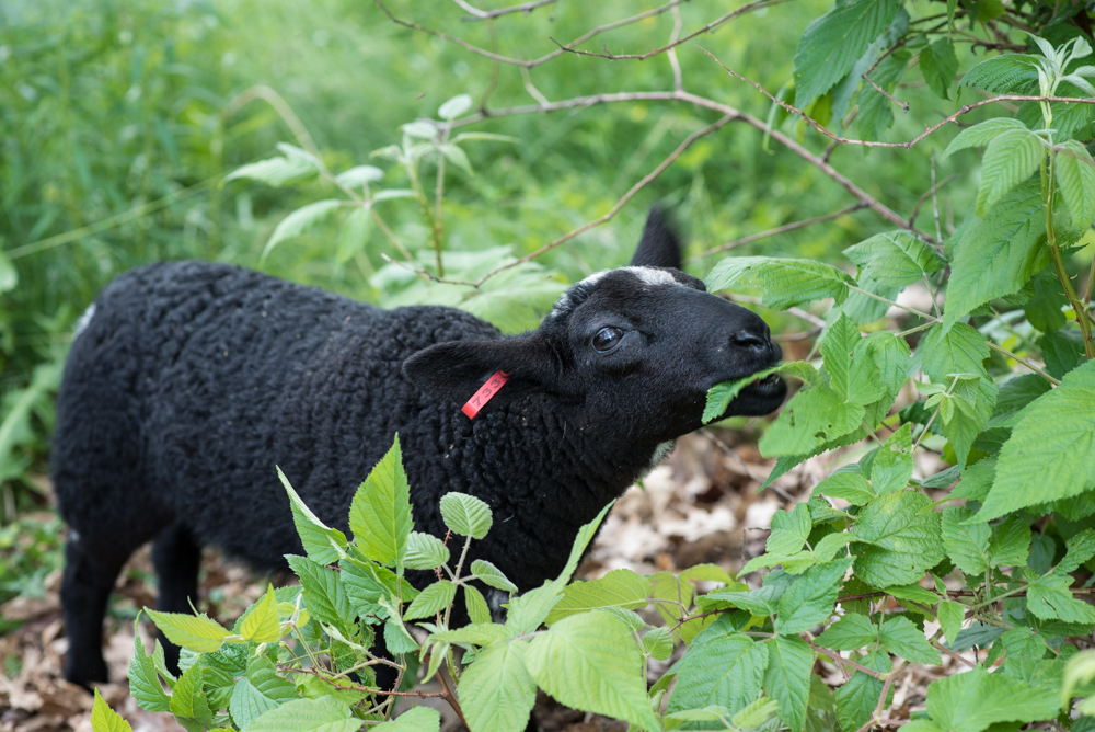 Lamb eating rose-9950