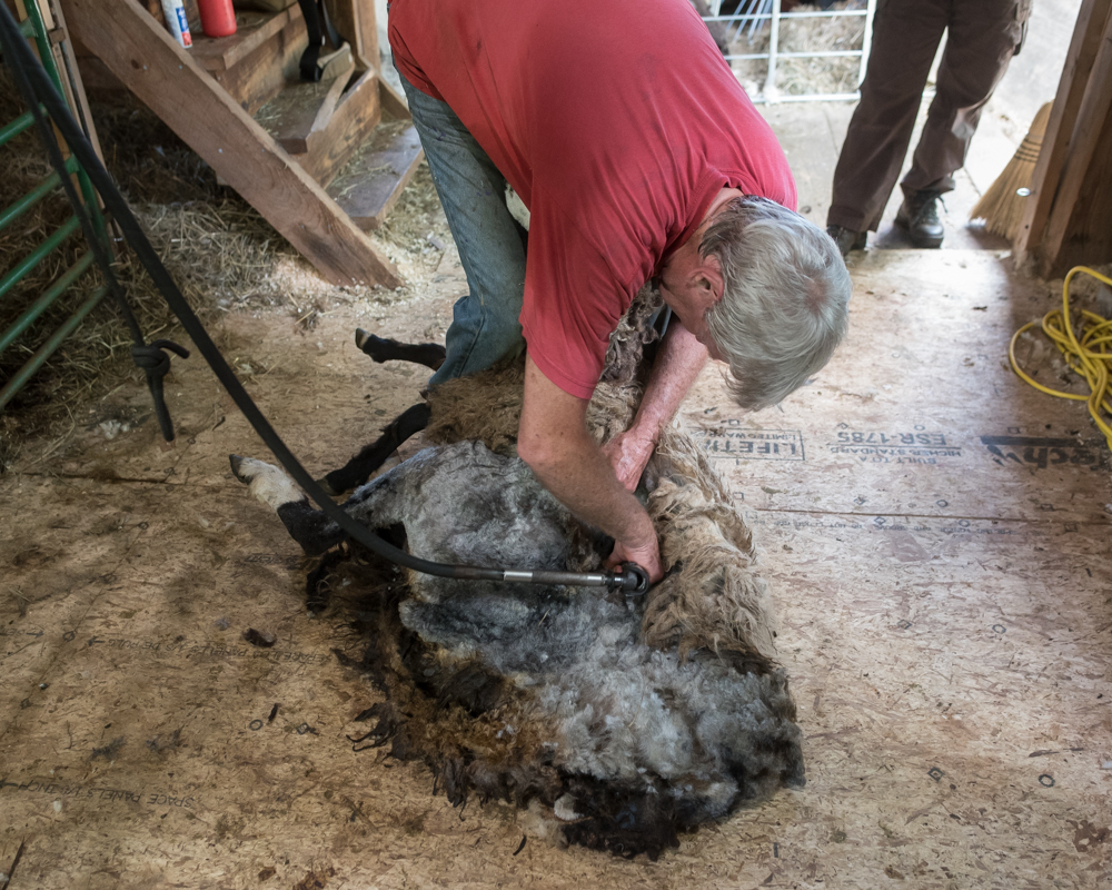 Shearing day-0024