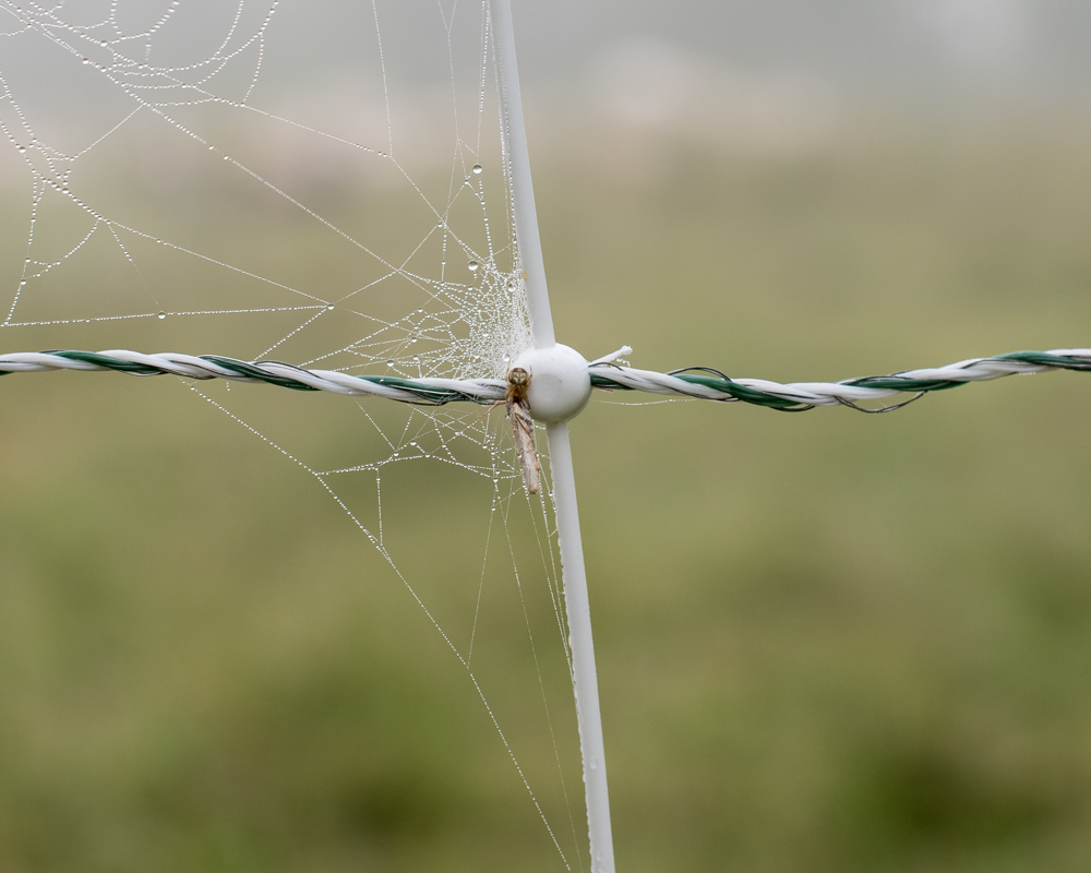 Electronet spiderweb-0326