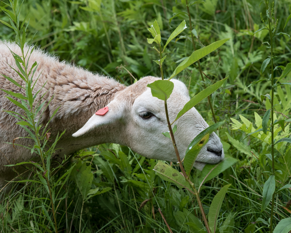 sheep eating milkweed-0647