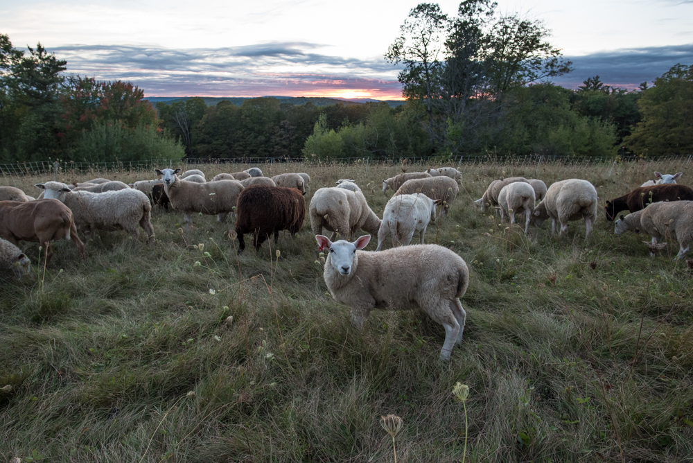 sheep sunset 20170922-1870