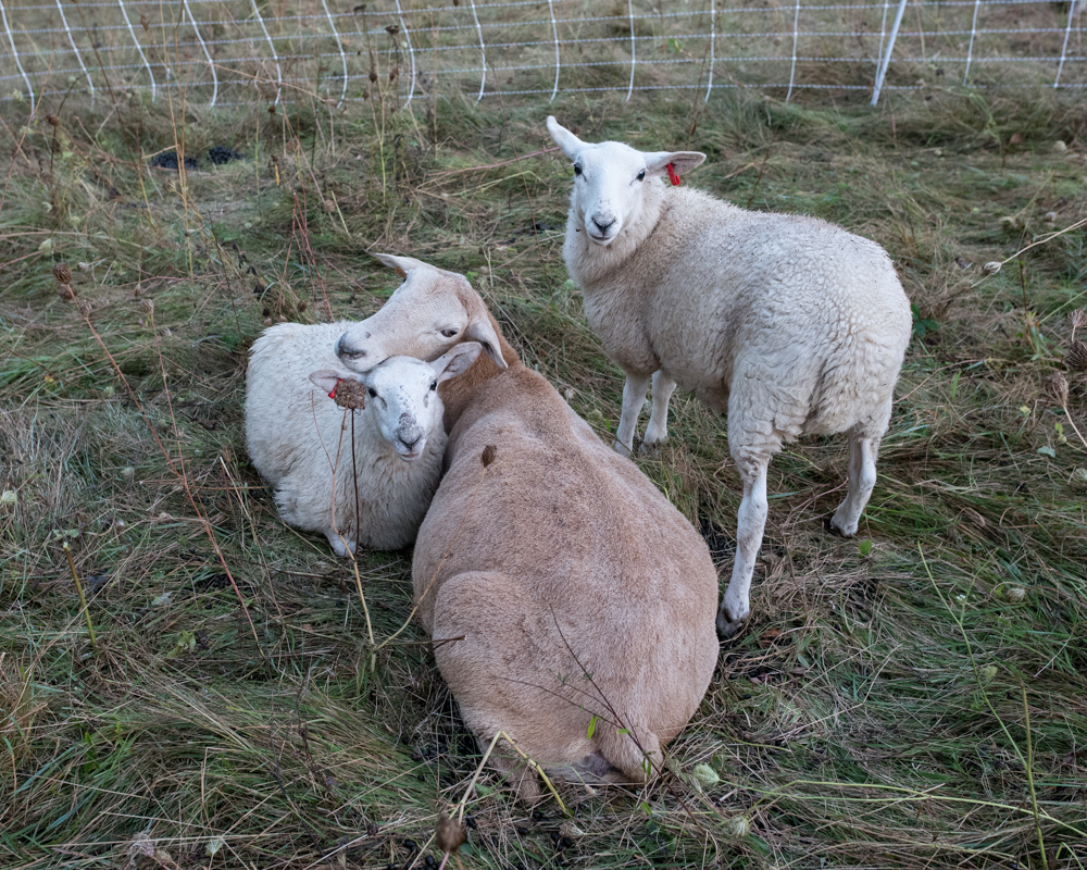 lambs and ewe 20171004-2212