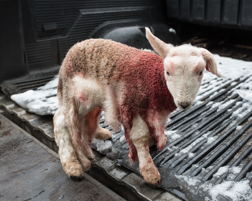 Grafting orphan lamb-2
