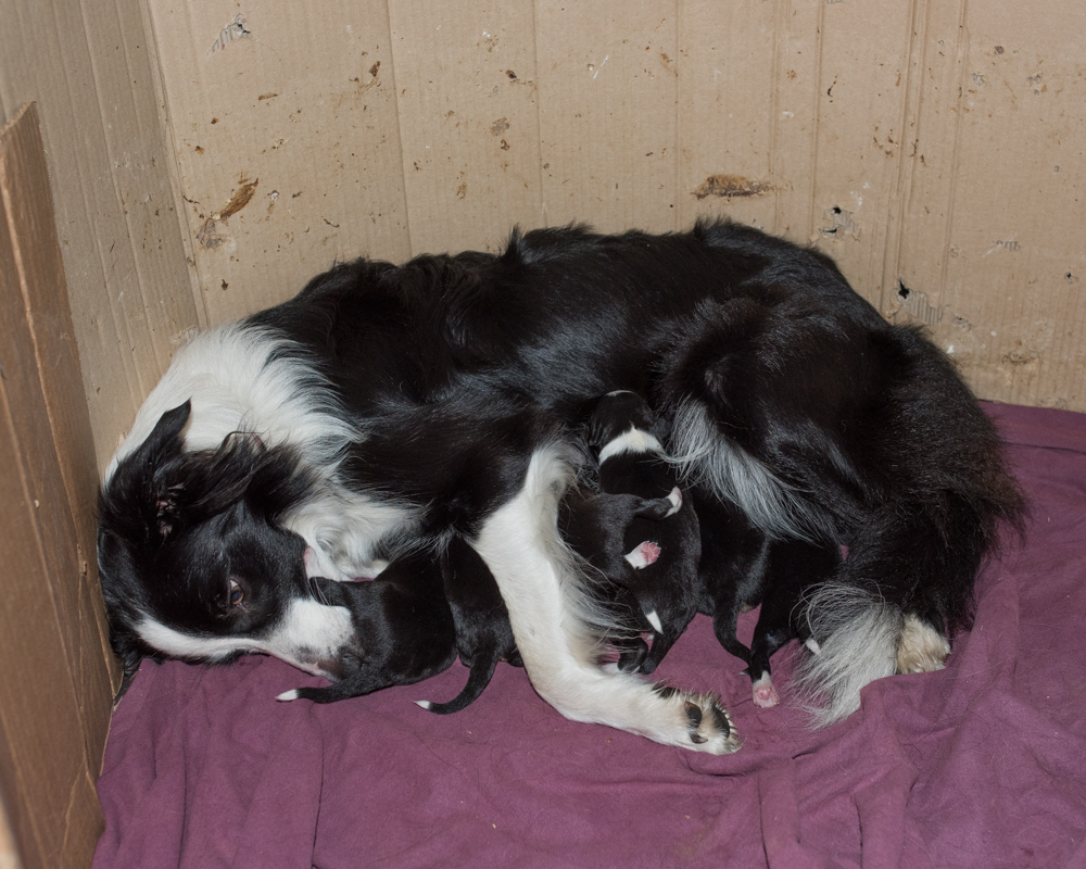 Pearl and pups 20171122-2846