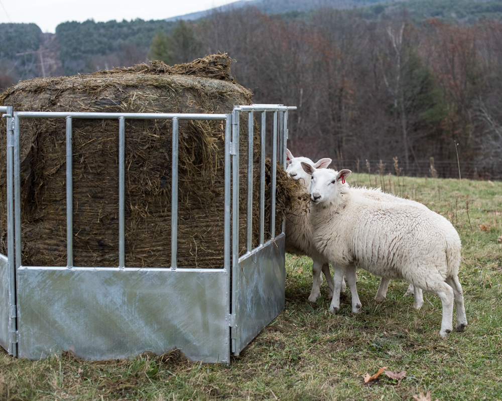lambs eating baleage-2643