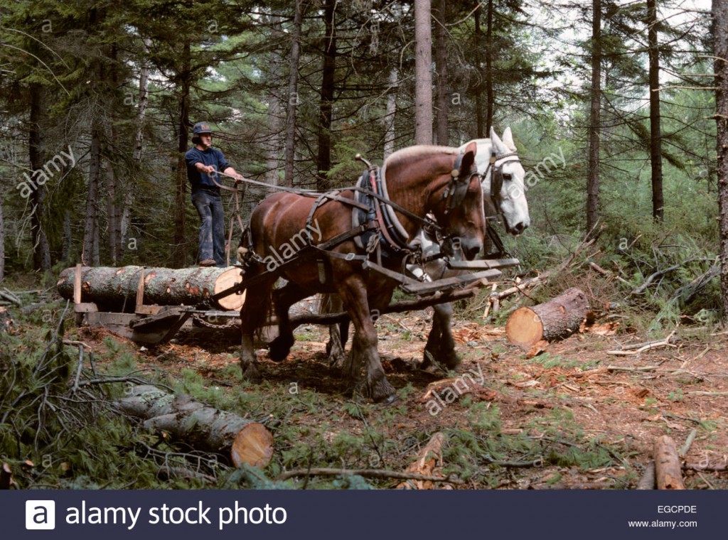 1980s-young-man-logging-with-team-of-draft-horses-woolwich-maine-usa-EGCPDE