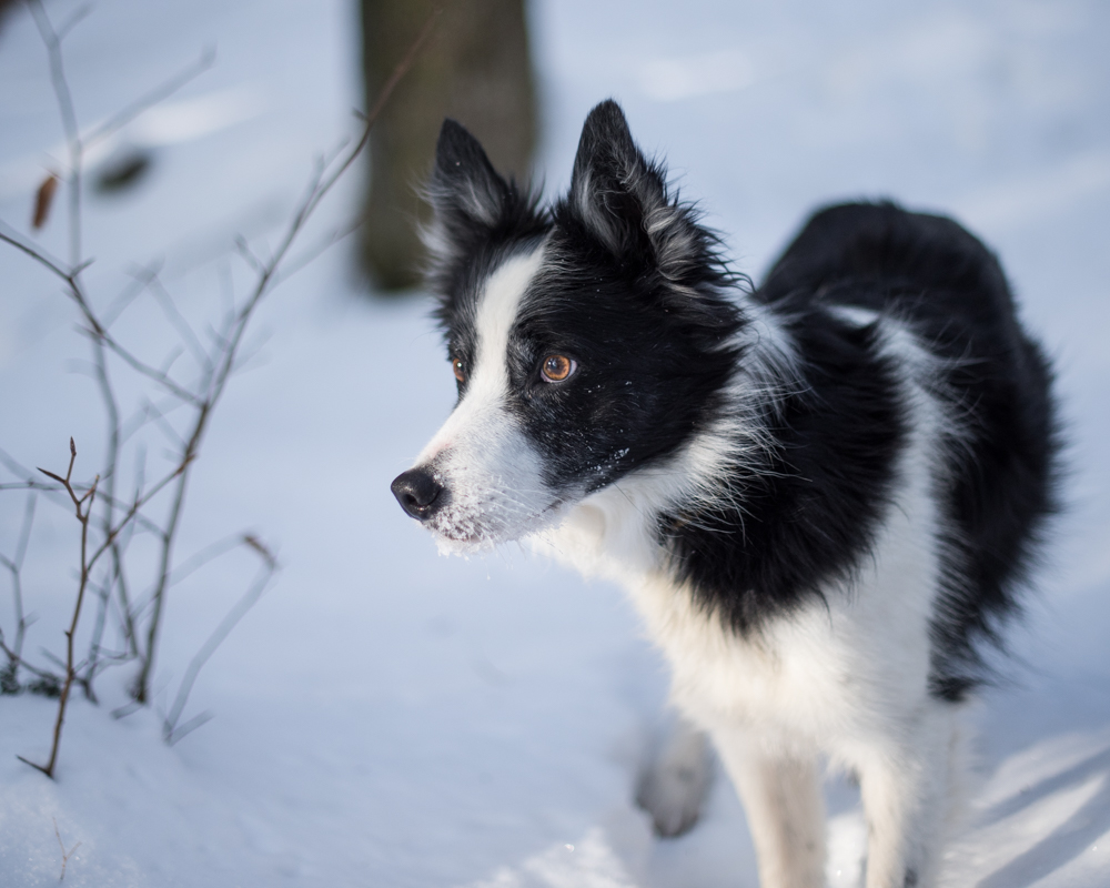 Luc portrait 20171231-4248