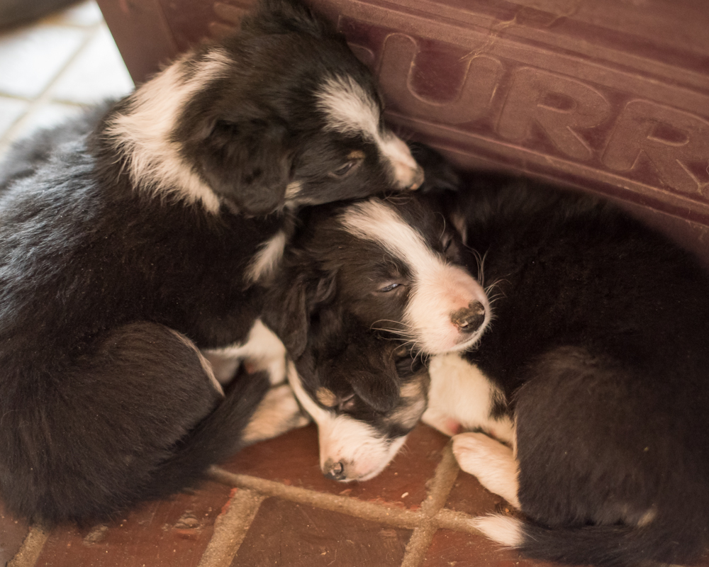 Pups day 36-3957