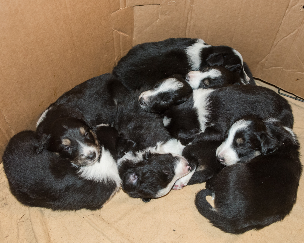 puppies day 22-3518