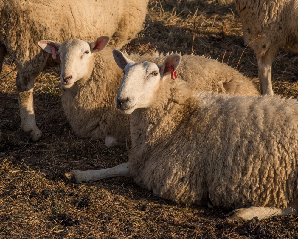 rams and ewes 20171208-3481